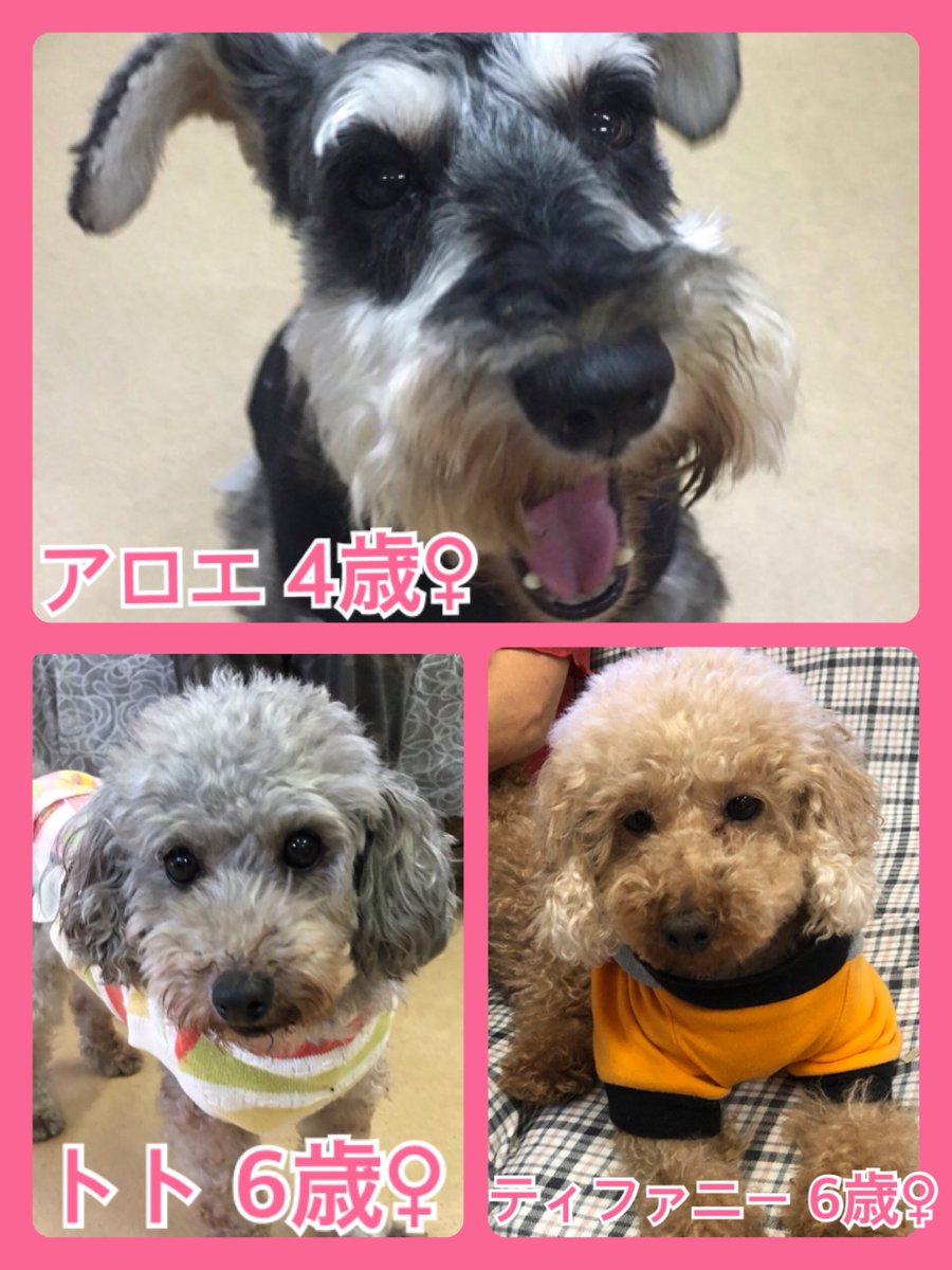 🐾今日の里親様募集中ワンコ🐶メンバーです🐾2018,10,3